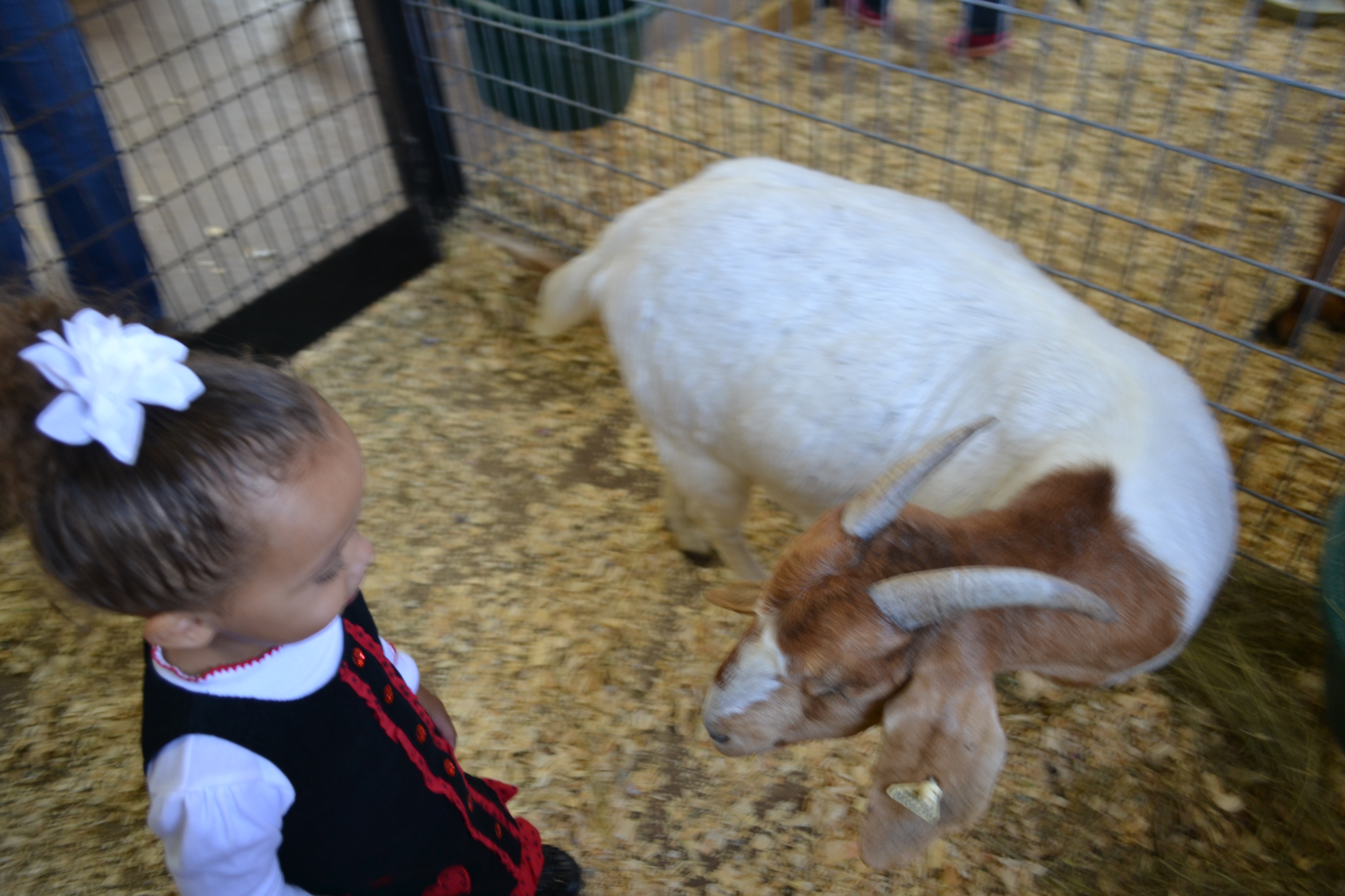 Child with goat at Greenbrier Farm
