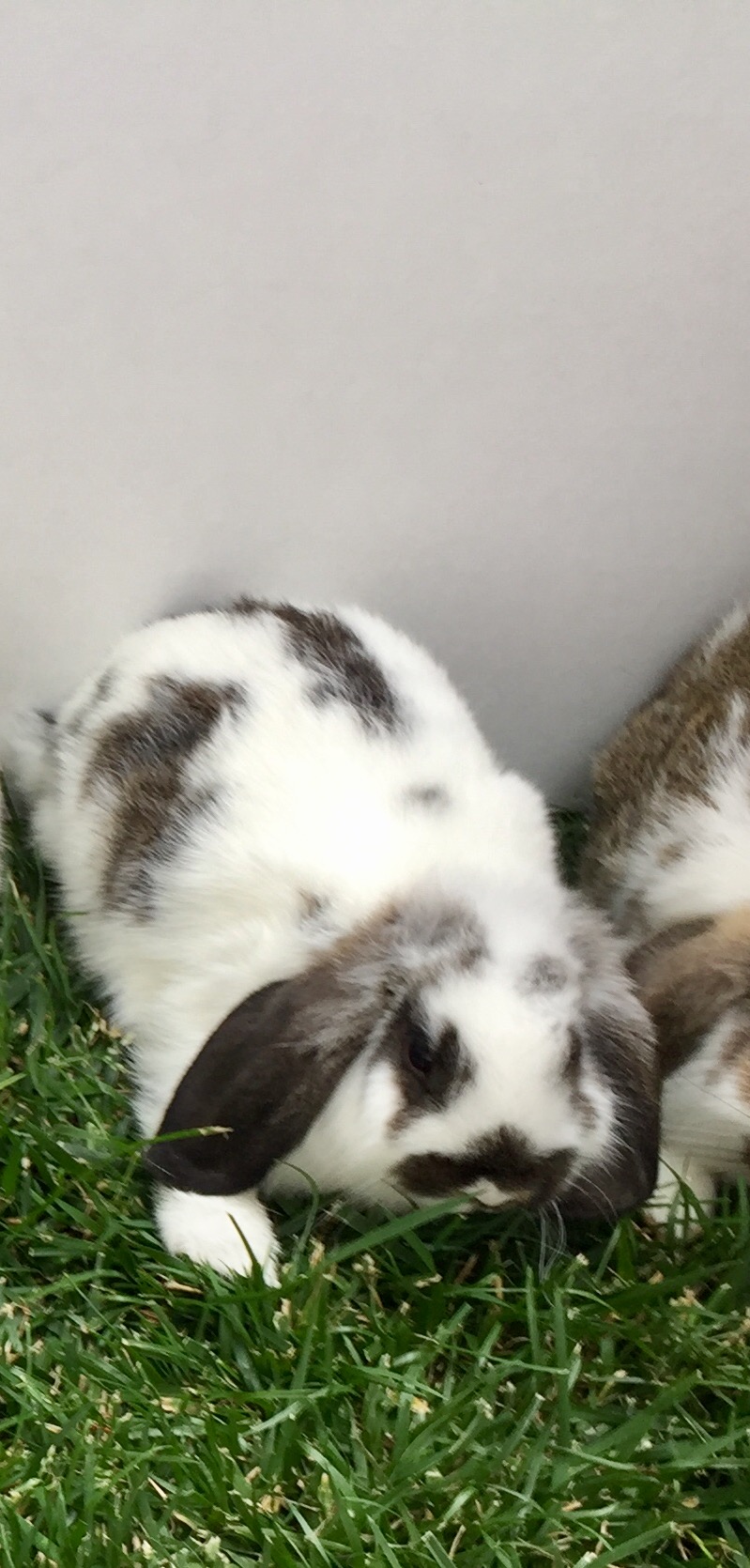 Lop rabbit at Greenbrier Farm