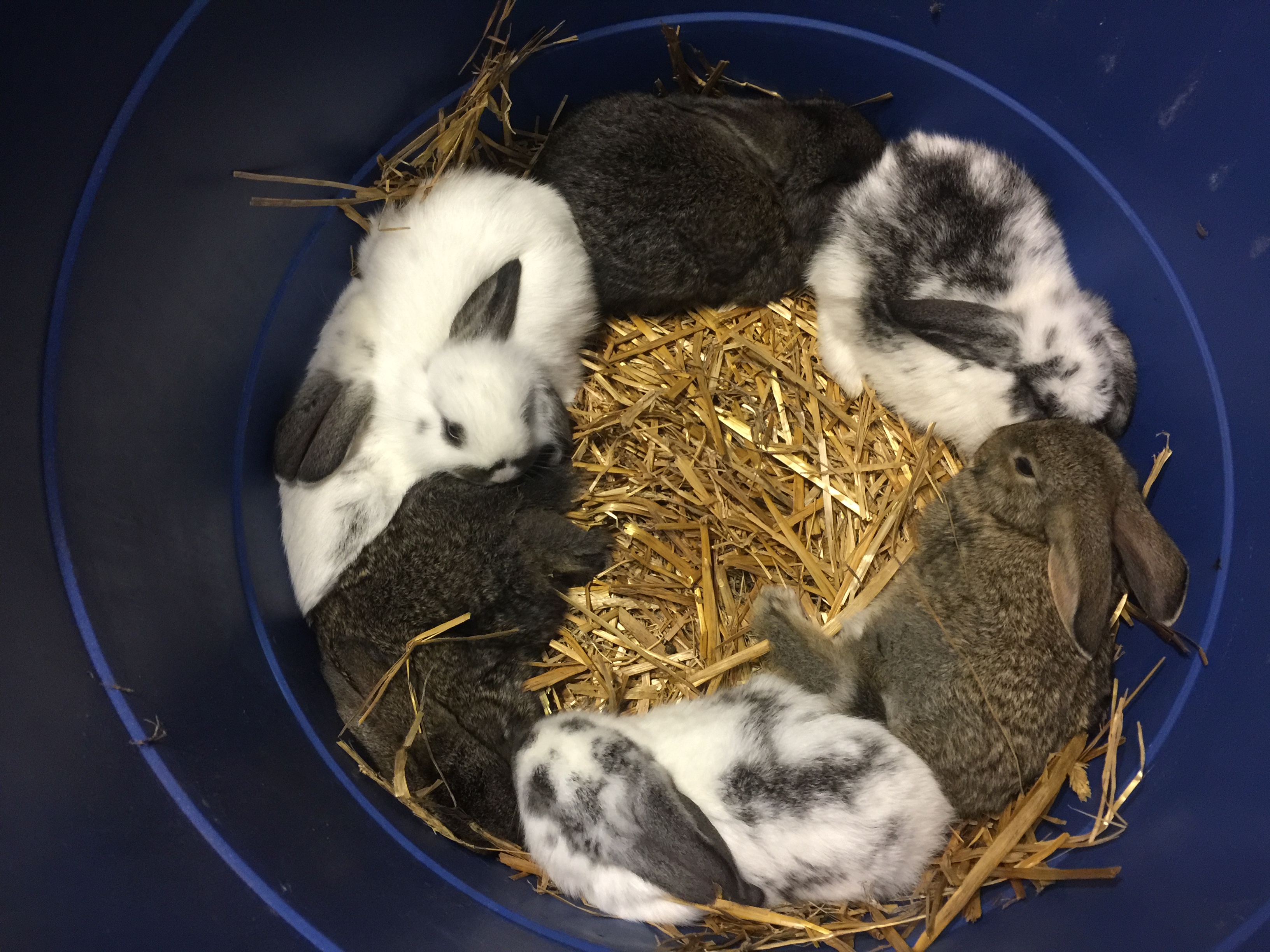 Baby bunnies at Greenbrier Farm