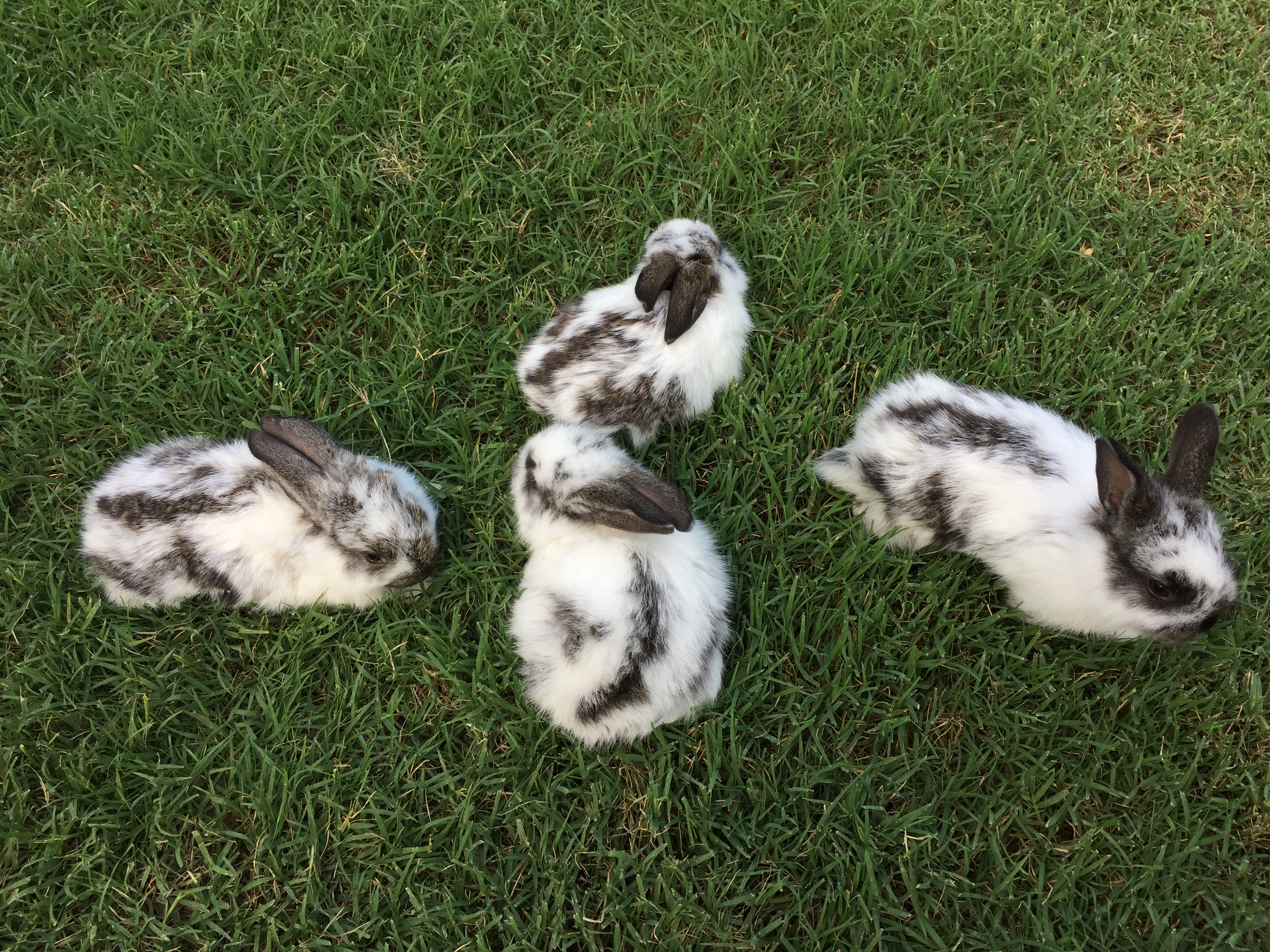 Animals at Greenbrier Farm