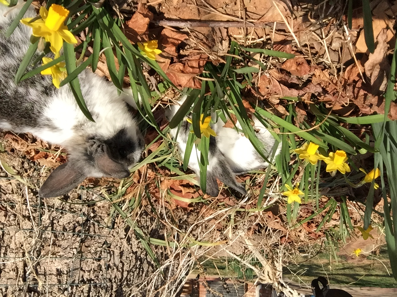 Bunnies among spring flowers