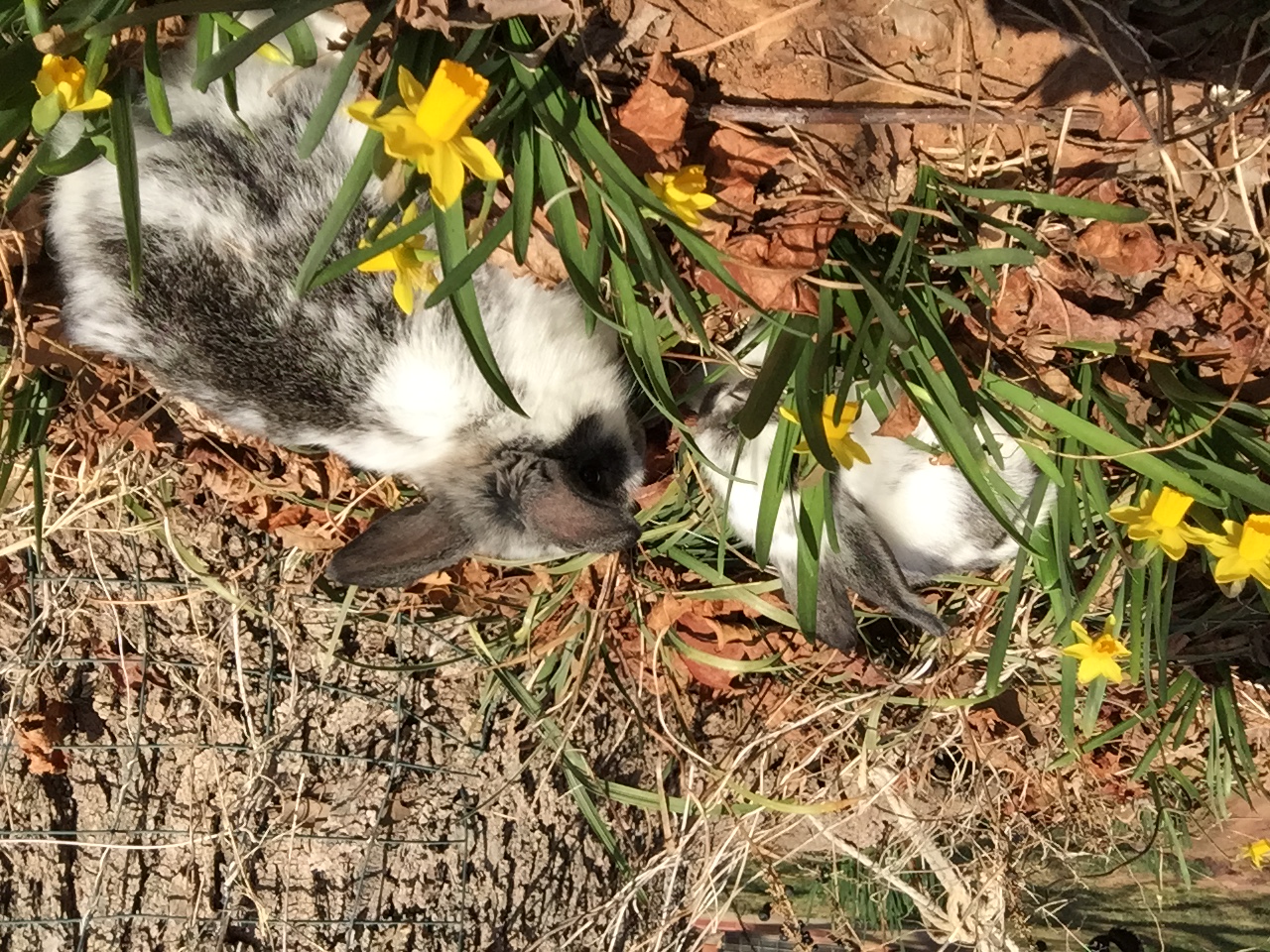 Bunnies on the farm