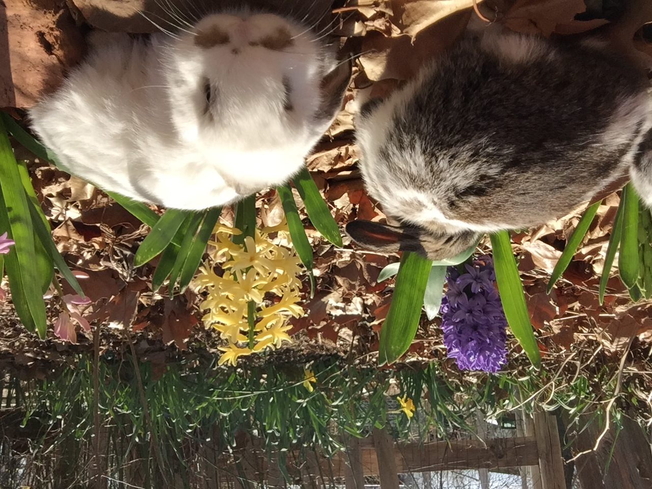 Chickens at Greenbrier Farm