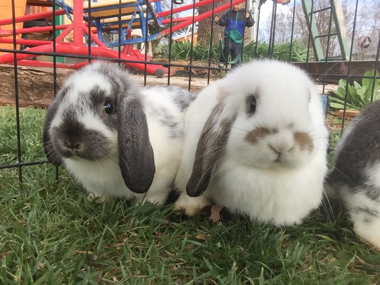 New animals coming to Greenbrier Farm