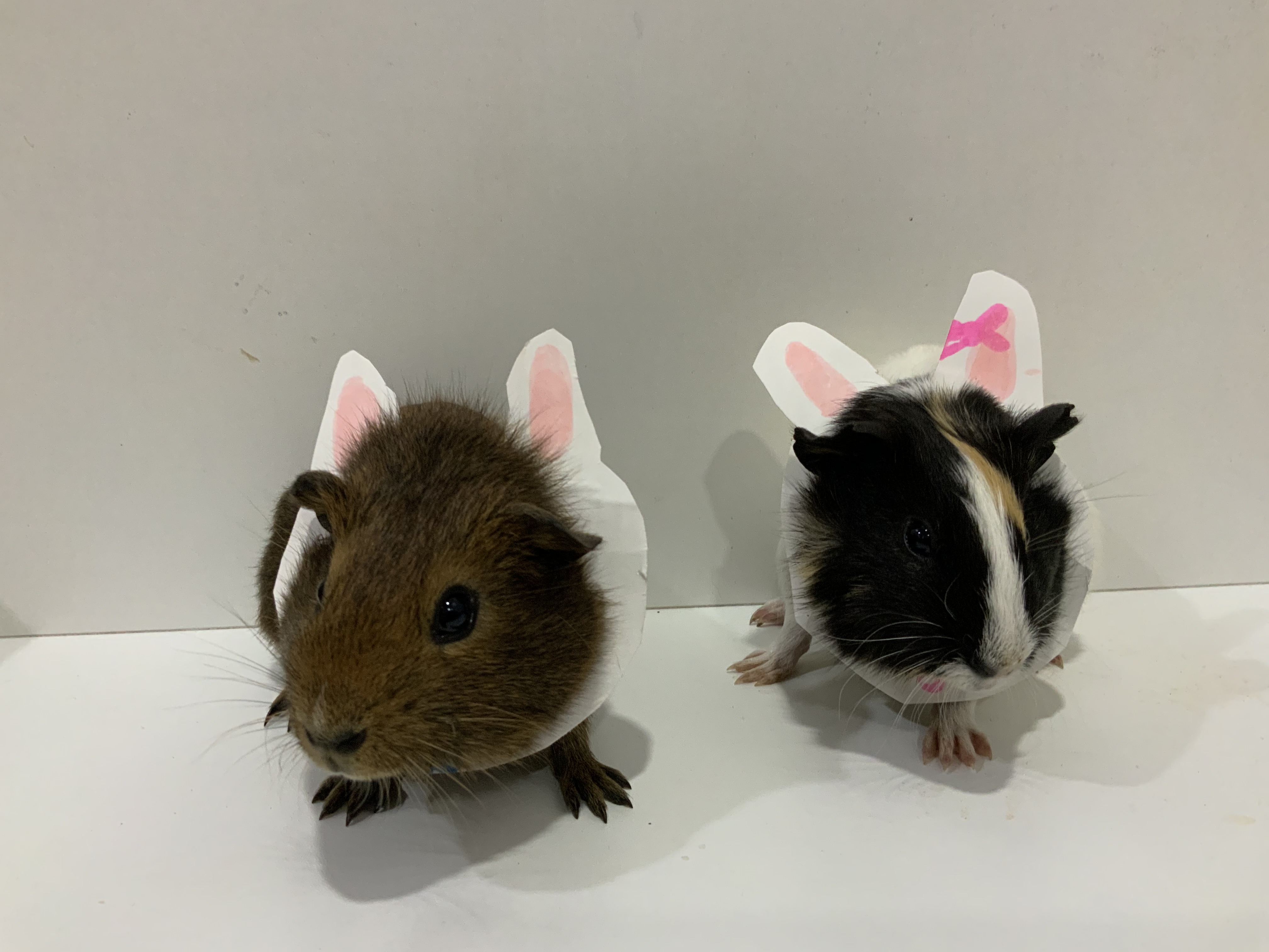 Farm animals at Greenbrier Farm