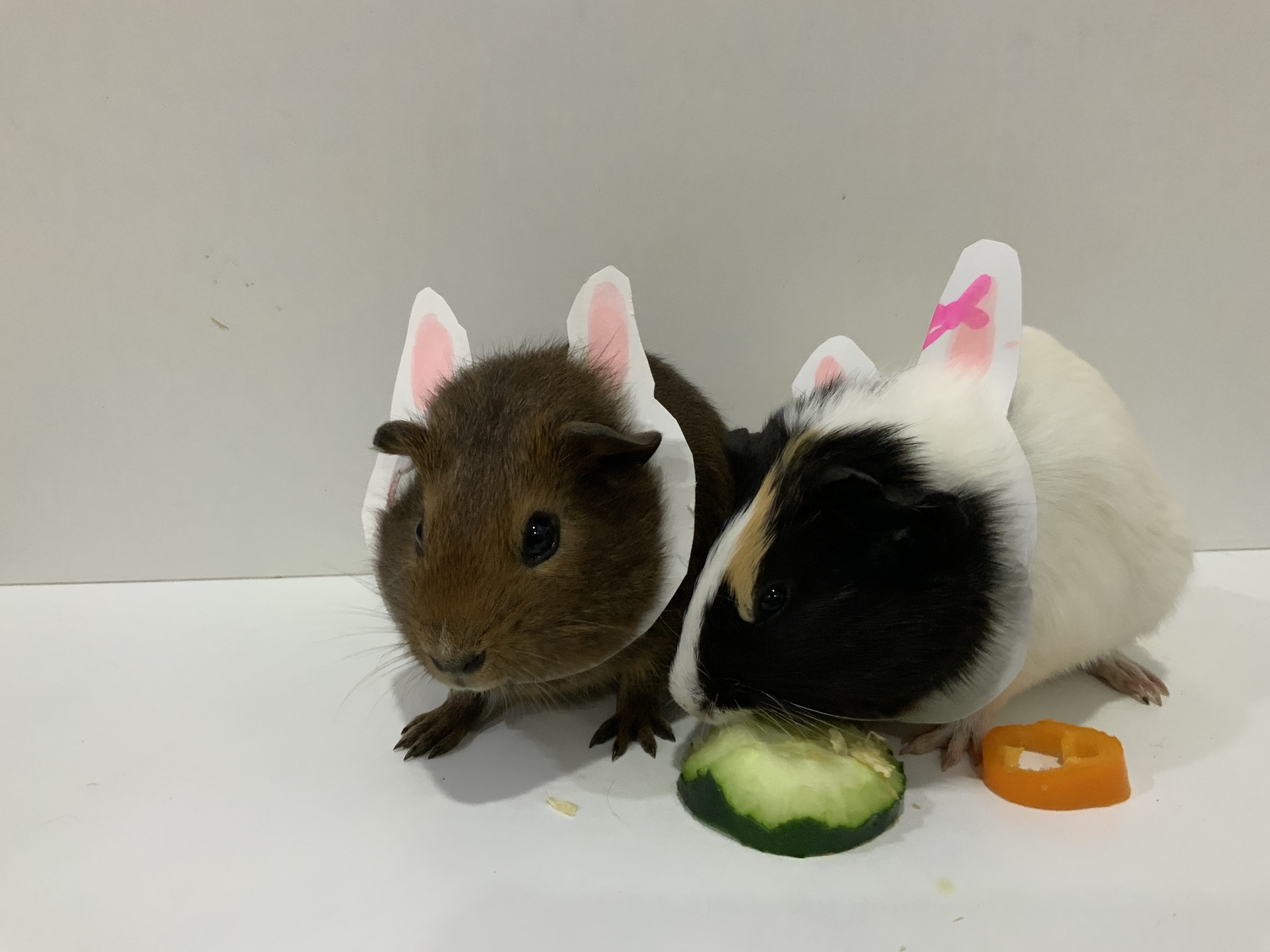 Animals at Greenbrier