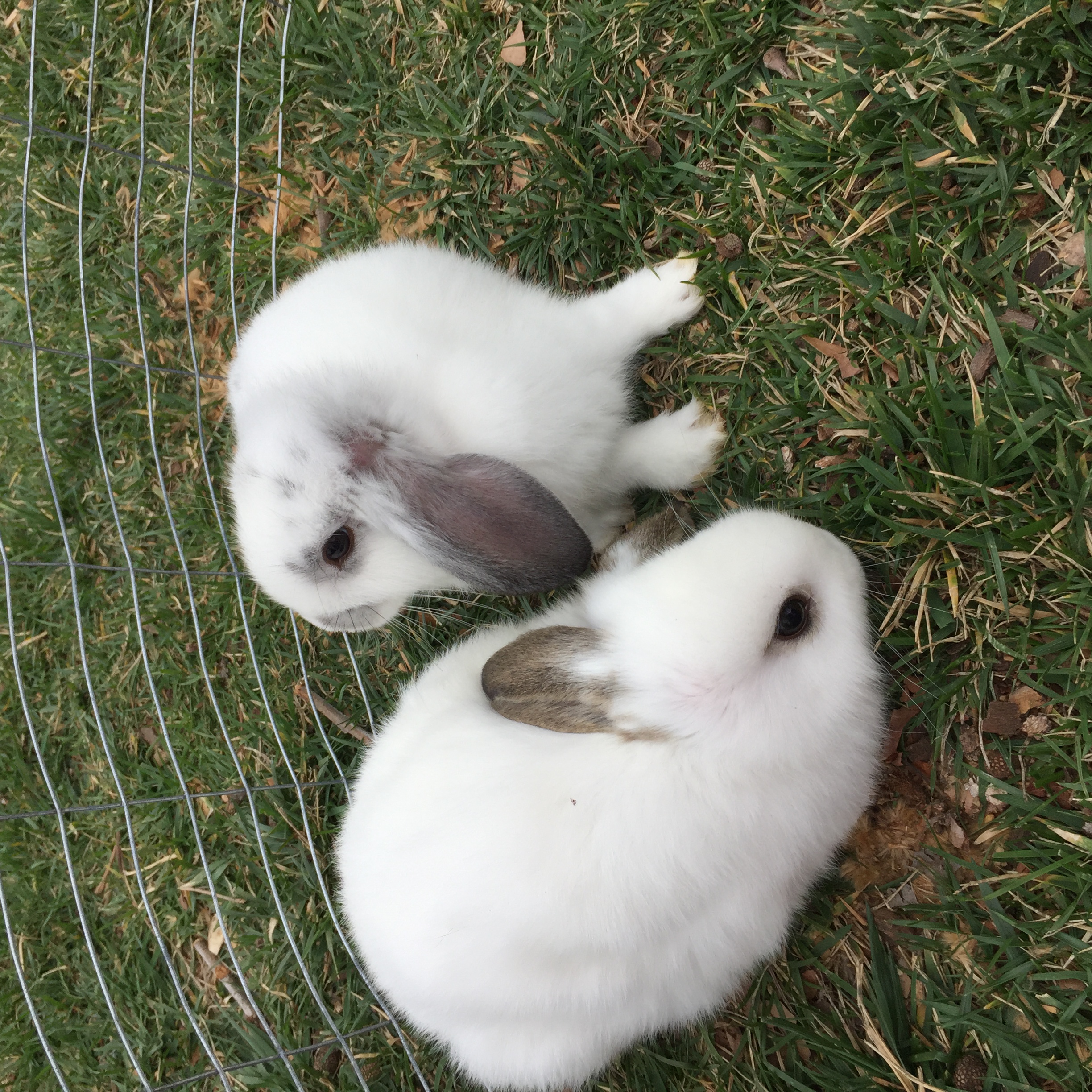 Greenbrier Farm life