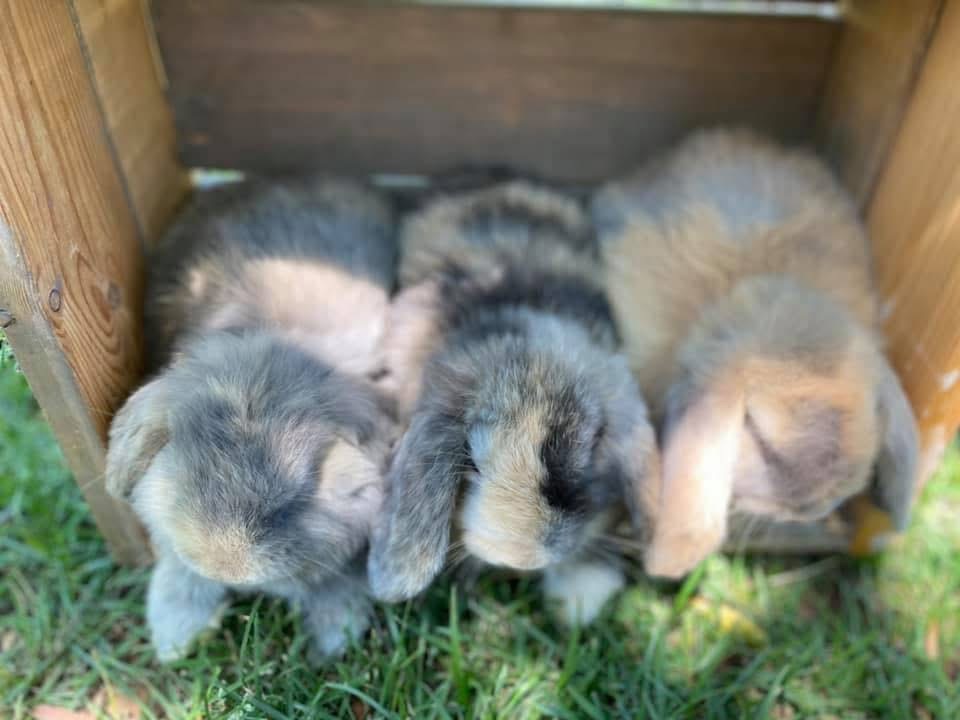 Baby bunnies at Greenbrier Farm