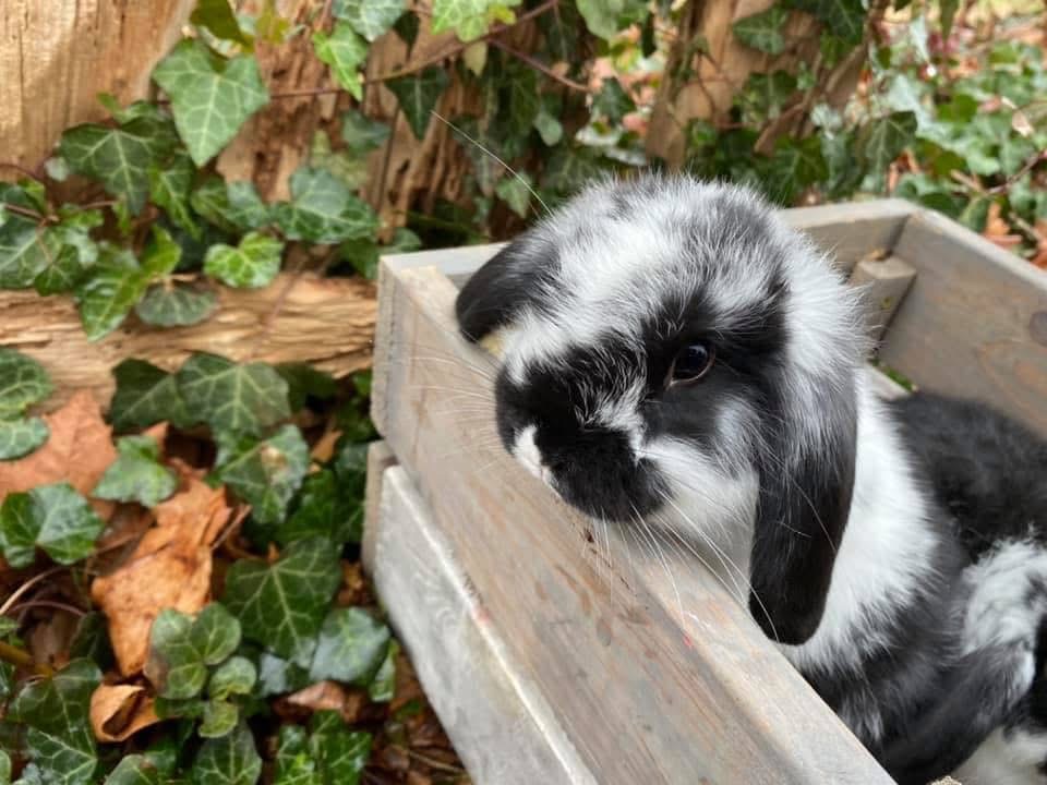Baby bunnies at Greenbrier Farm
