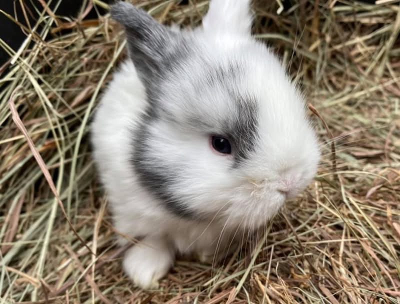 Baby bunnies at Greenbrier Farm