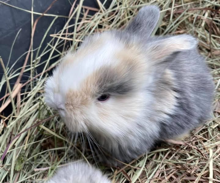 Lionhead baby bunny at Greenbrier Farm