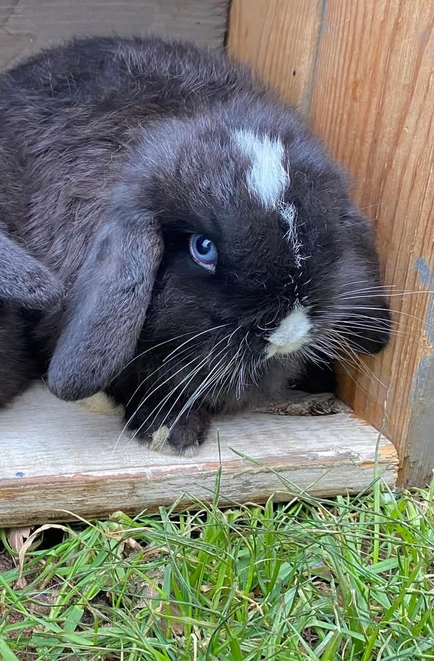Baby bunny at Greenbrier Farm