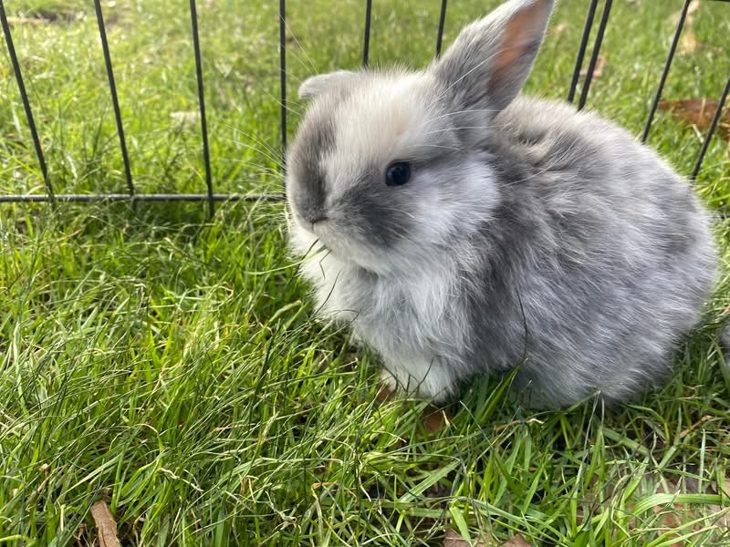 Baby bunny at Greenbrier Farm
