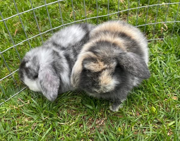Baby bunnies at Greenbrier Farm