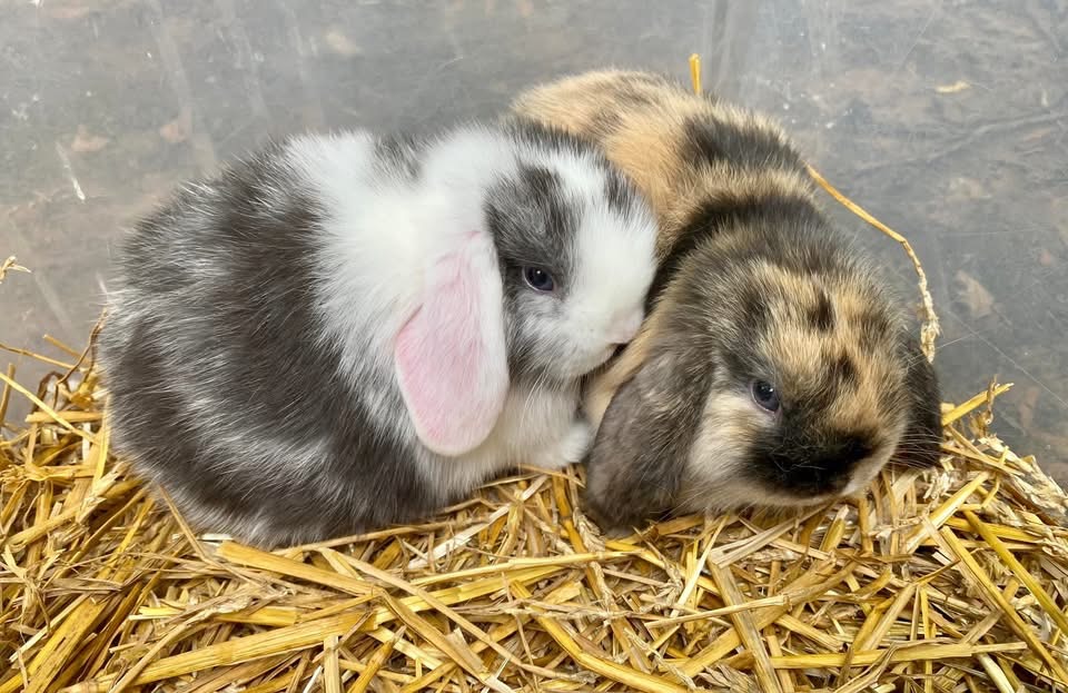 Baby lop bunnies at Greenbrier Farm